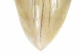 Serrated Fossil Megalodon Tooth - Repaired Cracks #226241-3